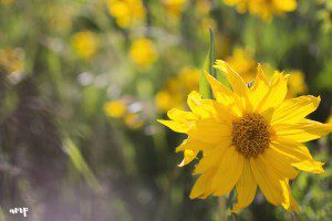 crested butte wildflowers