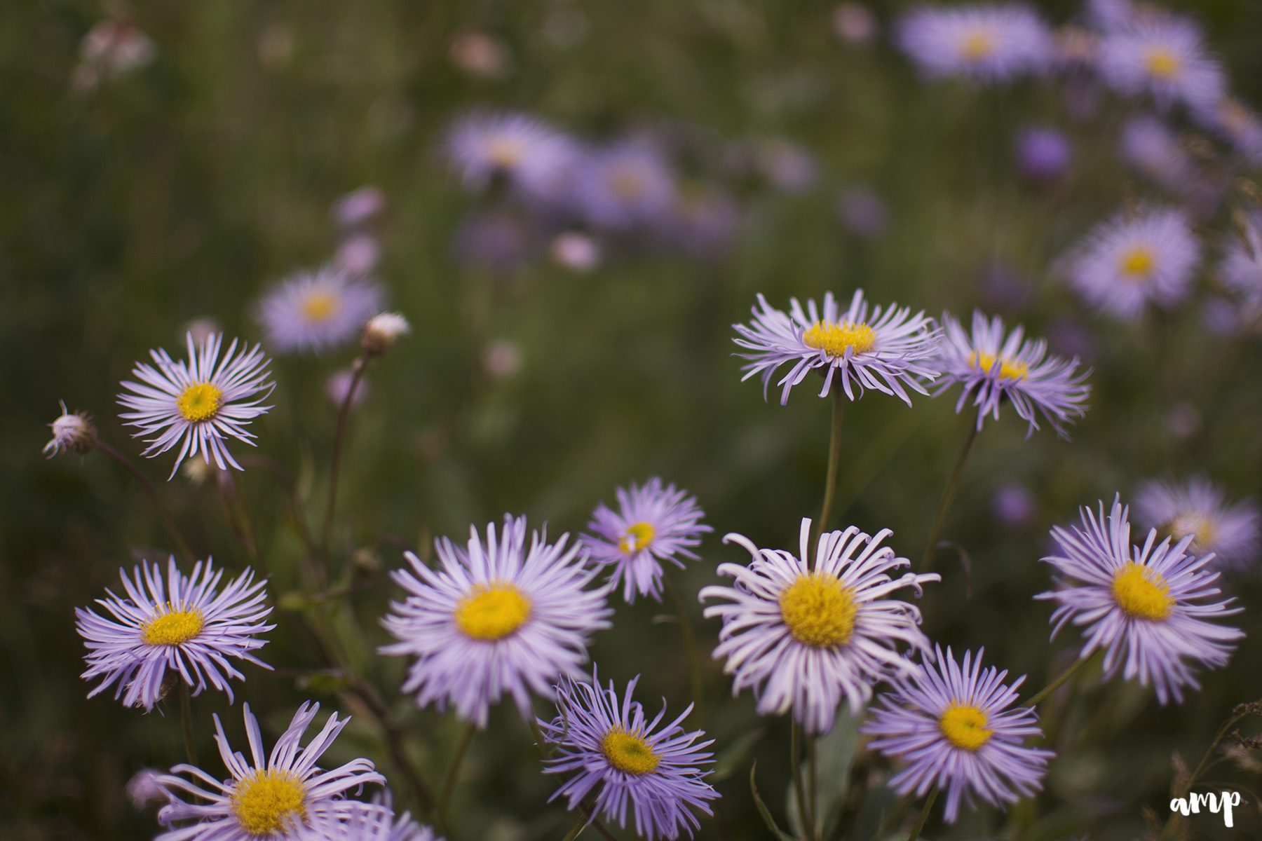 crested butte wildflowers