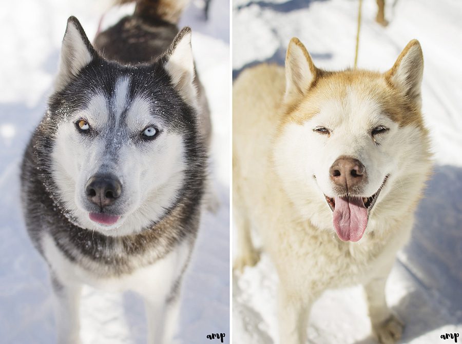 Grand Mesa dog portraits | amanda.matilda.photography
