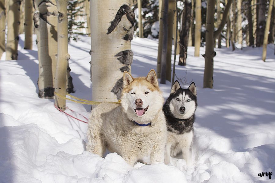 Grand Mesa dog portraits | amanda.matilda.photography