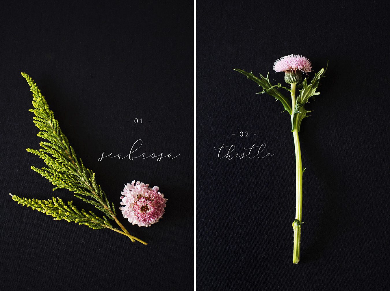 Scabiosa | Thistle Flower flat lay
