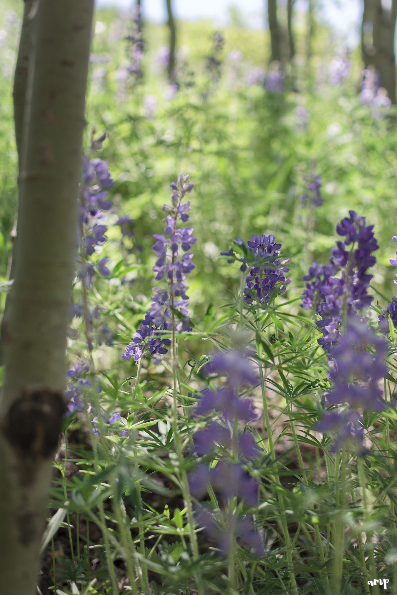 Hiking among Crested Butte's wildflowers