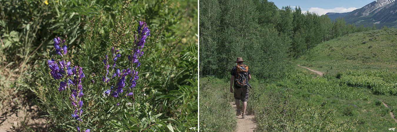 Hiking among Crested Butte's wildflowers