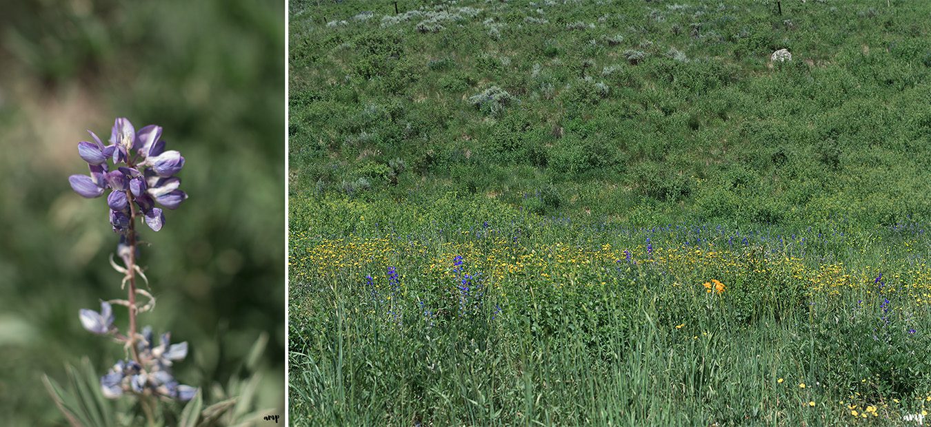 Wildflower season in Crested Butte