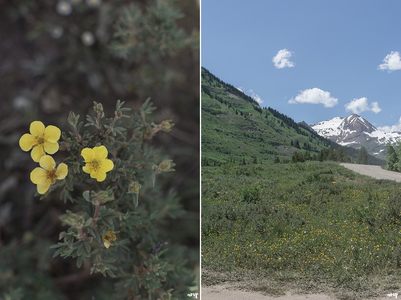 Some wildflowers in Crested Butte