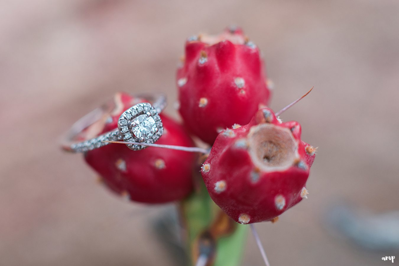 Engagement ring photo on a prickly pear cactus