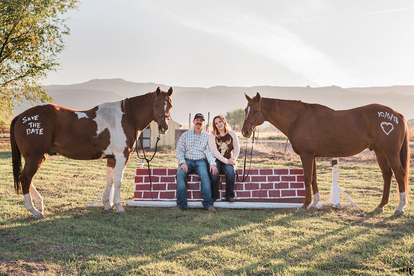 Horses butts painted to say Save the Date