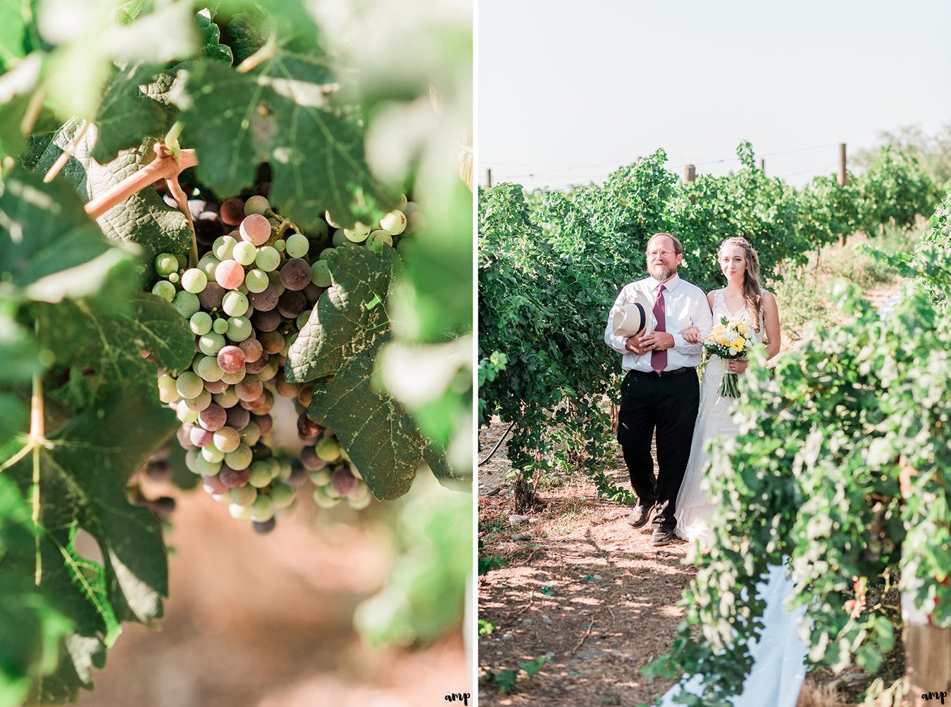 April & Bruce's Palisade Wedding in a Vineyard | amanda.matilda.photography