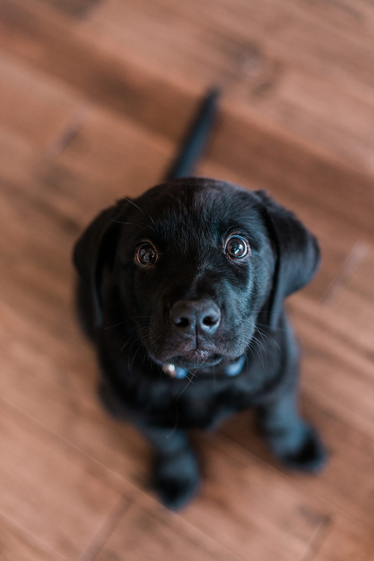 Bride & groom's new puppy